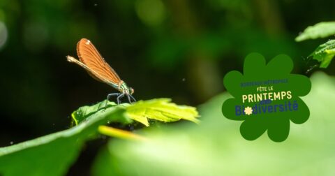 Un insecte aux ailes fines et orangées est posé sur une feuille verte, au cœur d’un environnement naturel. La lumière met en valeur les détails de ses ailes et le contraste avec le feuillage. L’arrière-plan, flou et composé de nuances de vert, évoque un milieu végétal dense et apaisant.
